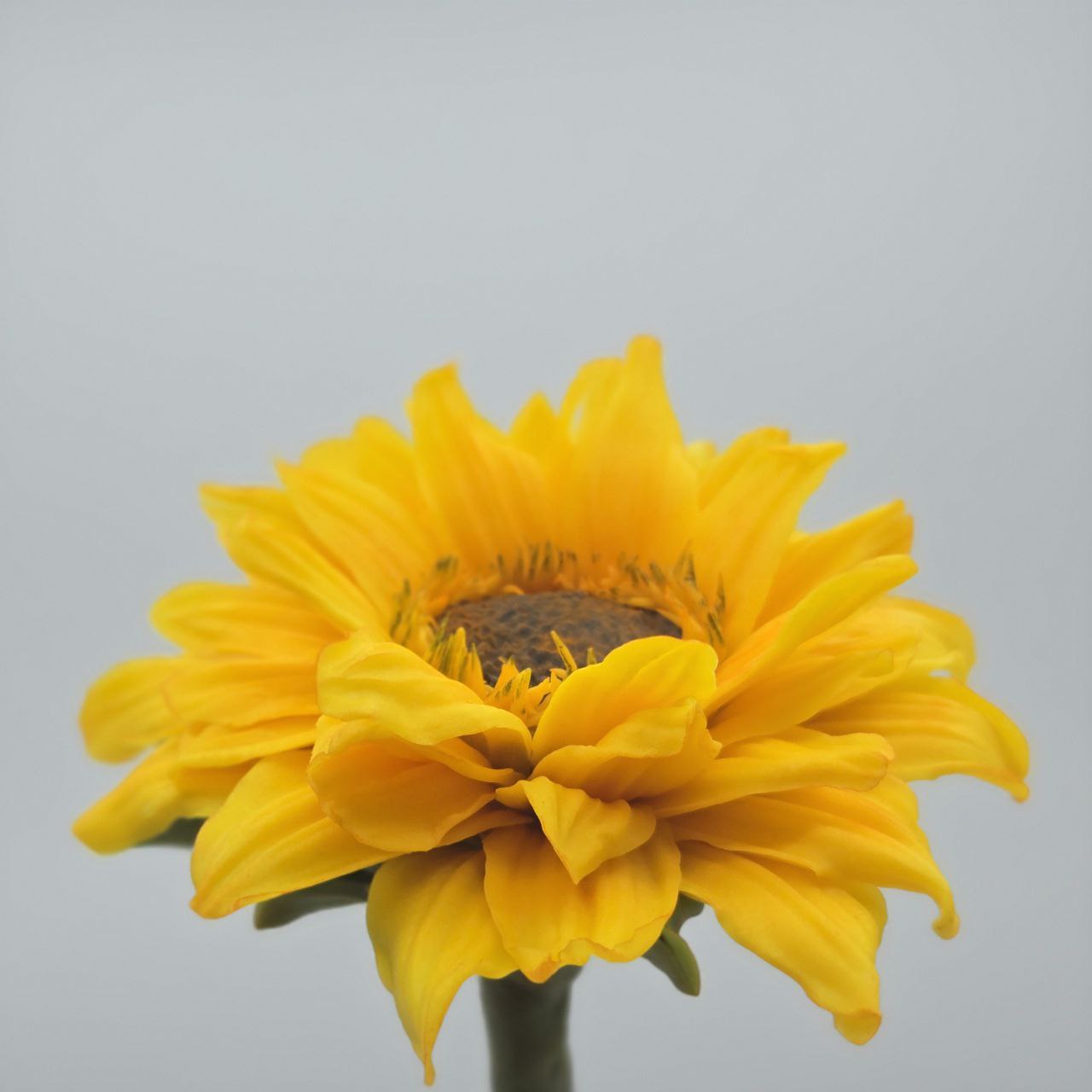 Girasole di cioccolato