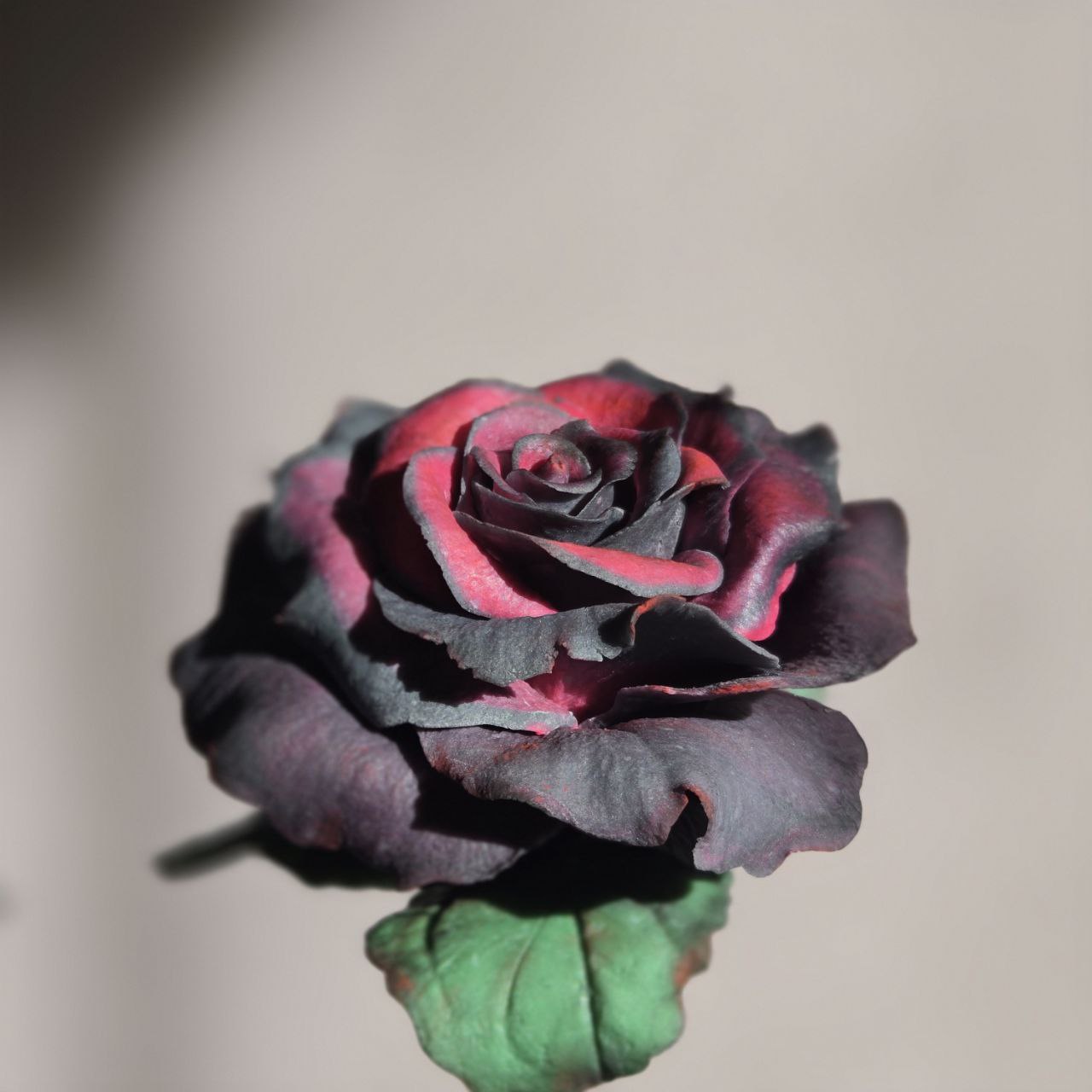 Rosa nera di cioccolato